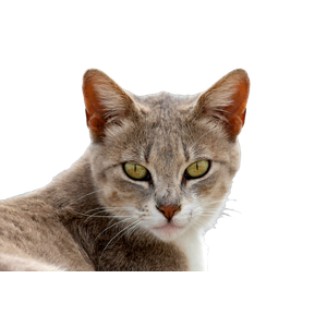 Portrait Of A Grey Domestic Cat With Striking Green Eyes And Soft Fur, Captured In High Detail. 16866 - Cat PNG image with transparent background